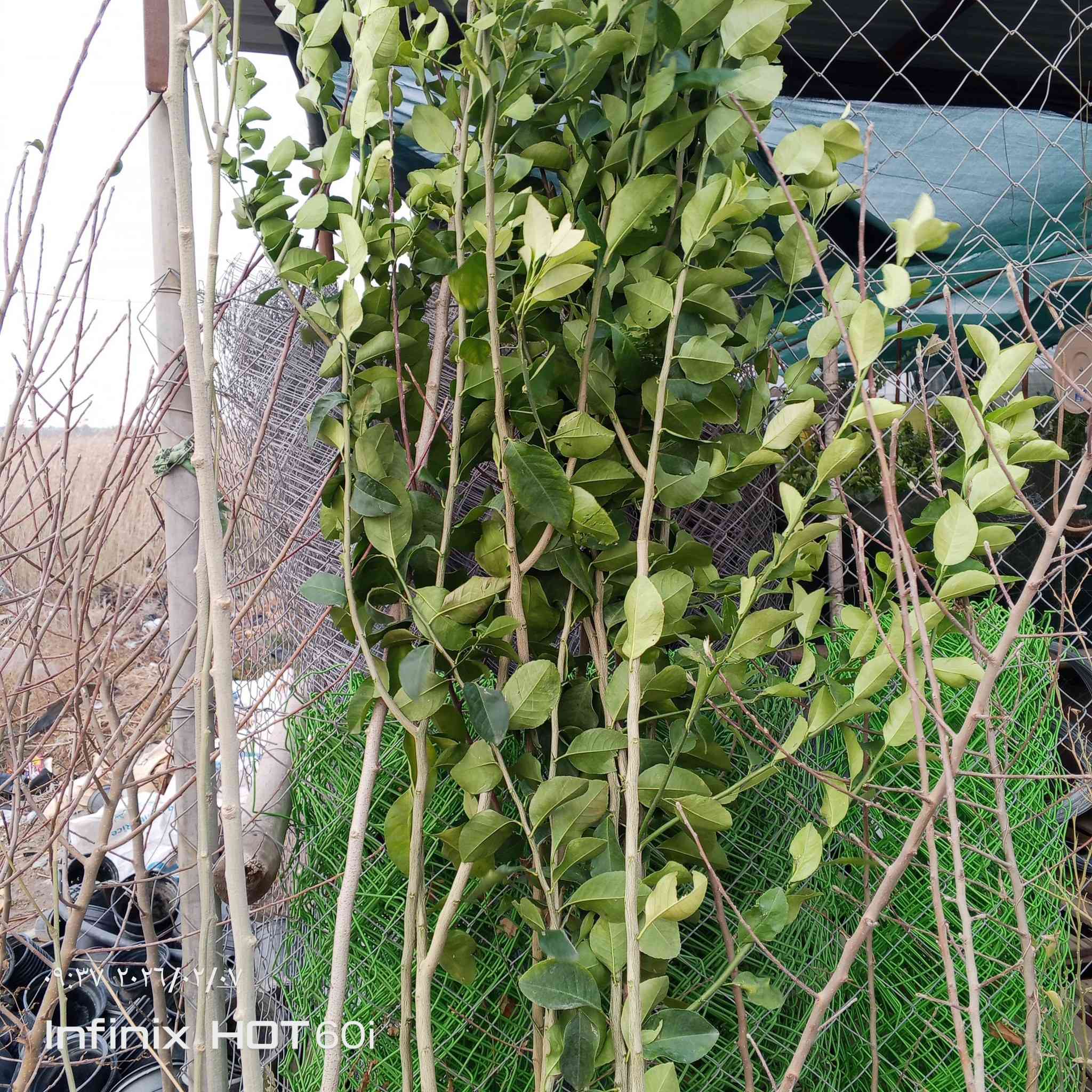 مشتل سيد جلال لوراد الزينه والحمضيات بجميع انواعها تصميم الحدائق تنصيب مرشات السقي العنوان الشارع العام مجاور جملونات ابو فياض استفسار ***********/***********

