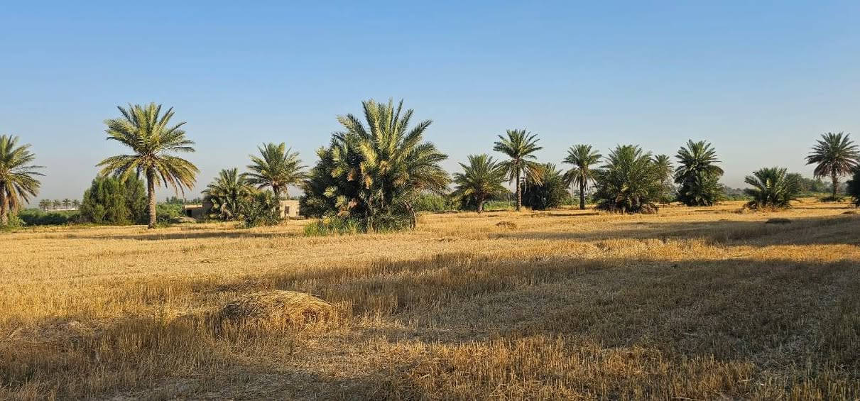 ارض زراعية للبيع على ديالى طابو تحويل باسم المشتري بالطابو مال بعقوبه المساحه ١٠دونم كل خمس دوانم بيها سند شرط التحويل بأسم المشتري بيها مجتملات اثنين يرادلهن ترميم وبيها محرك تصلح حقول دواجن تصلح بحيرات سمك تصلح بستان حسب رغبة المشتري العنوان من تطلع الصناعه مال بهرز تاخذ يمنه على العباره تطلع العصامله ومله عيد وتطلع الجعافره يم المراسمه لها طريق ثاني تطلع ابو خميس مقابل المعسكر قريه النقيب تاخذ يمنه ٢كم توصل السده تاخذ يسره تمشي كيلو تاخذ يمنه على ديالى ٢٠٠م  ولها طريق ثالث من يم حبش تاخذ يمنه تمشي ٣كيلو توصل قرية البياع تمشي كيلو تاخذ يسره ٢م  وباقي التفاصيل الشراي يتصل ويدلل *********** بي واتساب *********** ملاحضة الأرض تباع بالكامل بدون تقطيع وتحياتي للجميع
