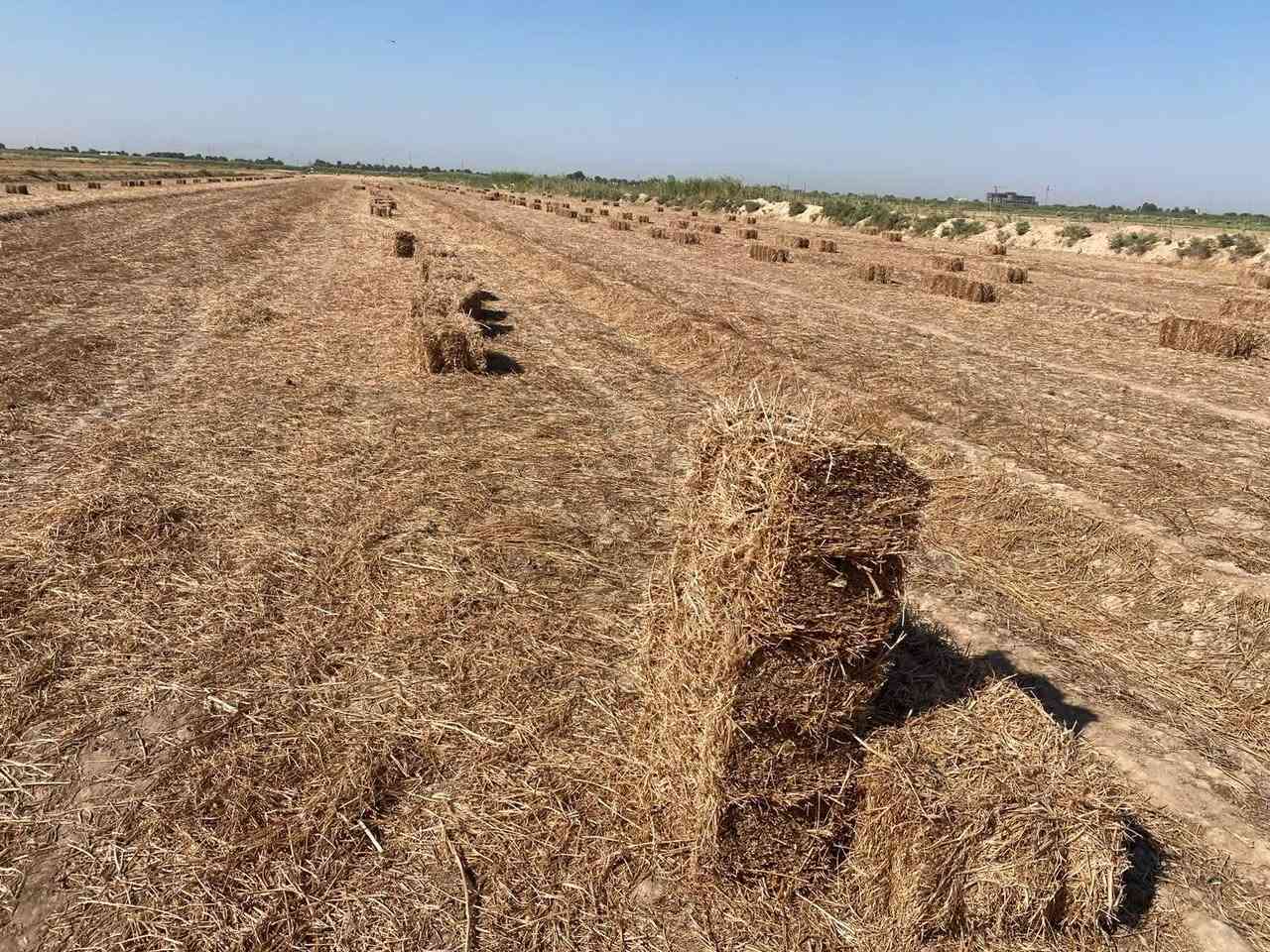 سلام عليكم يوجد تبن برسيم للبيع  عدد ٢٨٠ كبسة مكان واسط العزيزية الاتصال ***********
