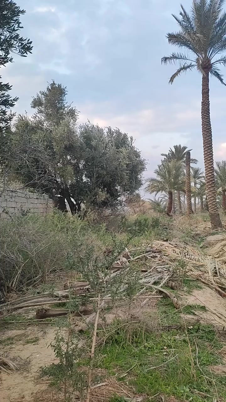 السعر= 125 مليون وقابل للتفاوض 
بستان للبيع بمساحه 4 دوانم ونص 
الموقع: ديالى نهاية رگه حجي سهيل 
مباشر ع نهر ديااااالى 
للاستفسار ***********
