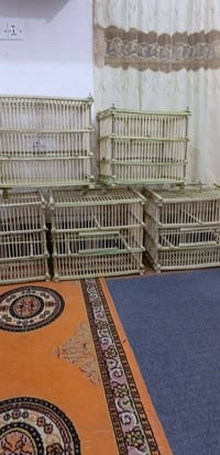 اقفاص بلابل • بلابل تمر • جمله ومفرد