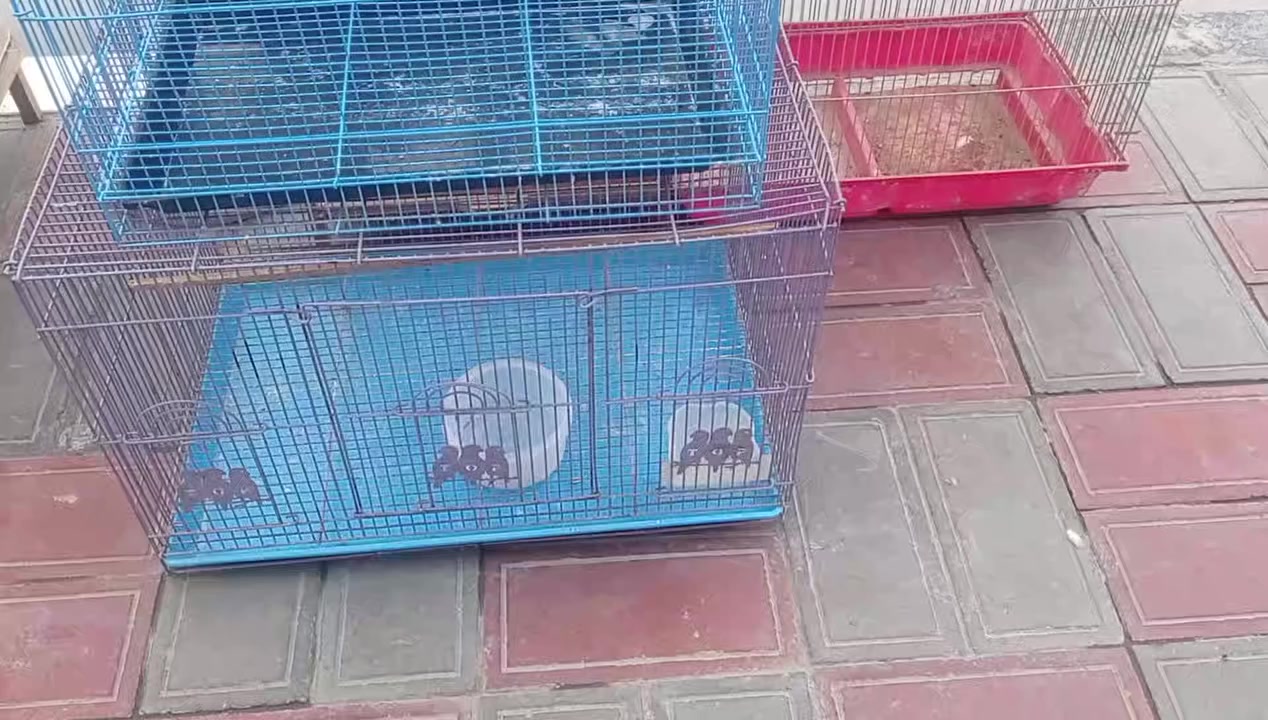 اقفاص اسعار مناسبة جديد ومستعمل


**إذا كنت صاحب هذا الإعلان وتريد حذفه لأي سبب، رجاءا أرسل رسالة إلى الدعم الفني**