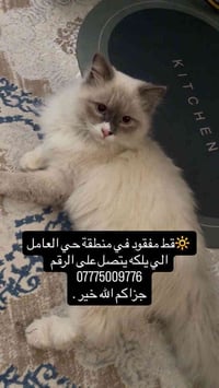 قط مفقود في منطقة حي العامل الي يلكاه يتصل على الرقم 07775009776 اول ي...