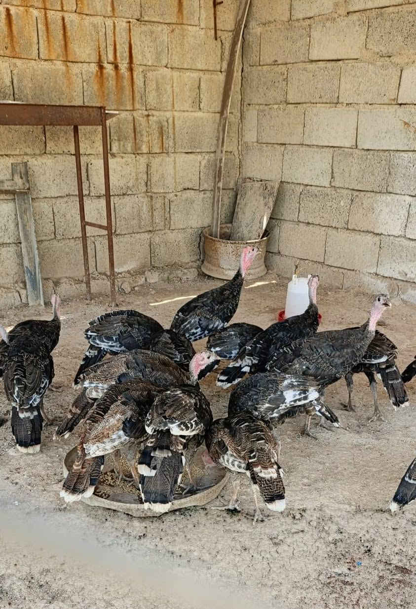 الموشراي لايعامل 👍🏼
البيع شلع 20تك عمرهن شهرين ونص ملقحات كامل. مشكل ديوكه ومايات.(السعر الزوج 40بي مجال) التواصل

‏‪0774 898 8328‬‏   مكاني قريه العباس
