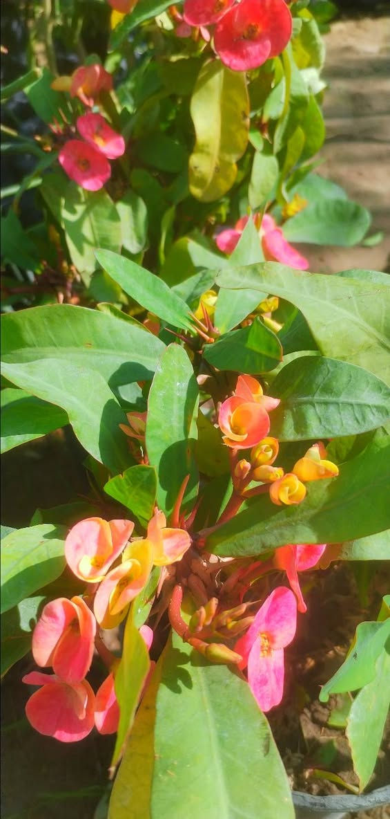 رمضان مبارك مقدما وكل عام وانتم بالف الف خير
... ونستقبل رمضان بوجبة نباتات خارجية وضلية روعة وتفتح النفس... لازم كل بيت يخلي بحديقتة هالجمال حتة يبدي يومة بنشاط وروح مرحة عالية
حبايب ننشر التفاصيل أسفل الصور
اللي يحب يزورنا عنواننا خانقين بختياري الثانيا نهاية شارع العصائب واسواق صالح حمود وعدنا توصيل داخل خانقين واللي يحب يحجز يراسلنا خاص او يتصل بالرقم *********** وتدللون علينا
