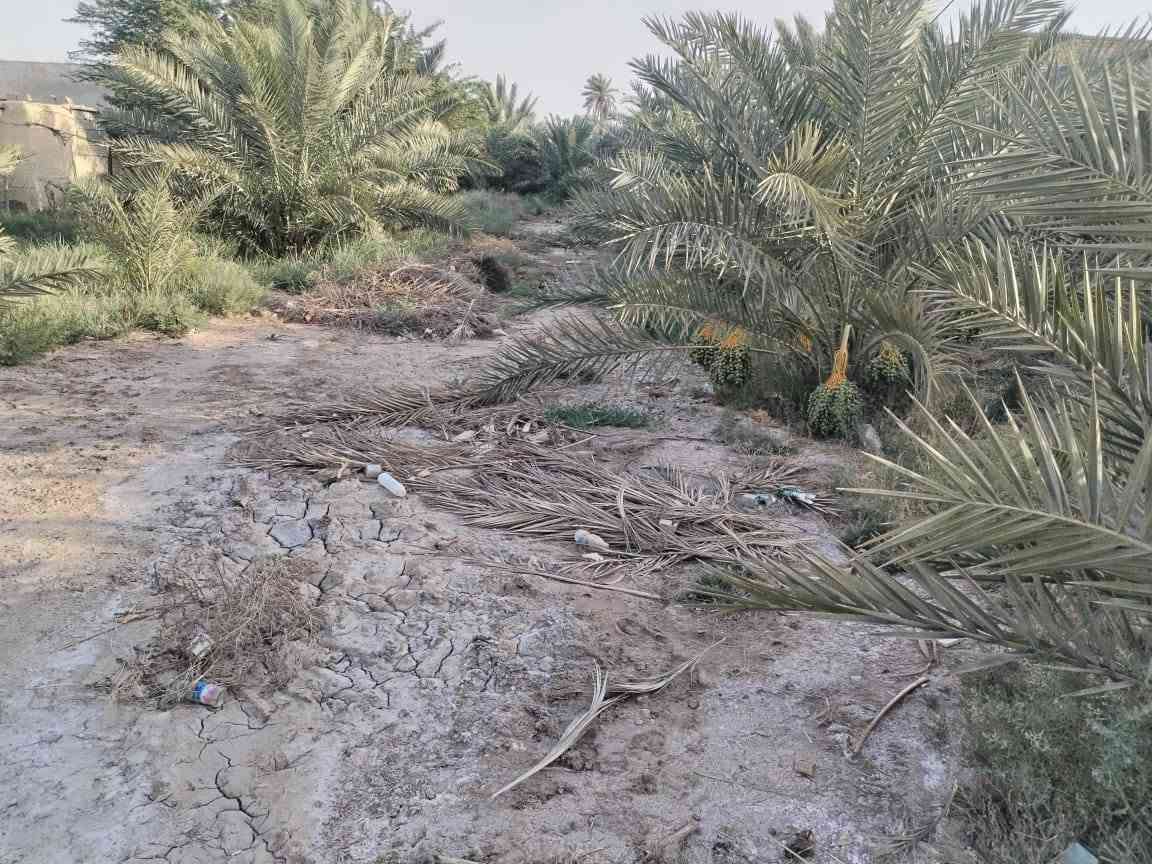 السلام عليكم✅
اخوان يوجد لدينا بستان مع بيتين مع محل للبيع✅
 ع طريق الامام الشريف عليه السلام ✅ من الشارع للشط 
 الواجه 32م ✅
والنزال 180متر
 تقريبآ✅
 البستان يحتوي ع انواع النخيل ✅
وموقعه قريب كلش✅
 من بعد مدرسة ذات العلم✅
 بداية العليمين الشراي يراسلني وبلخدمه ✅
الموشراي رجآ لايراسلني ✅
اخوكم سيد عمار الاعرجي


**إذا كنت صاحب هذا الإعلان وتريد حذفه لأي سبب، رجاءا أرسل رسالة إلى الدعم الفني**