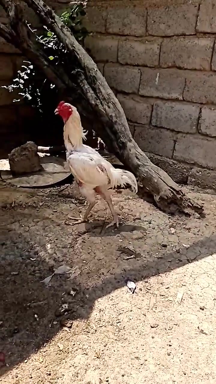 ديج هرتي للبيع


**إذا كنت صاحب هذا الإعلان وتريد حذفه لأي سبب، رجاءا أرسل رسالة إلى الدعم الفني**