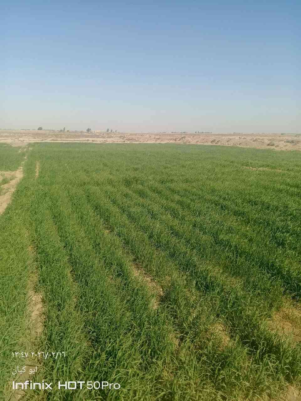 سلام عليكم حنطه البيع دغل ولستفسار ***********
