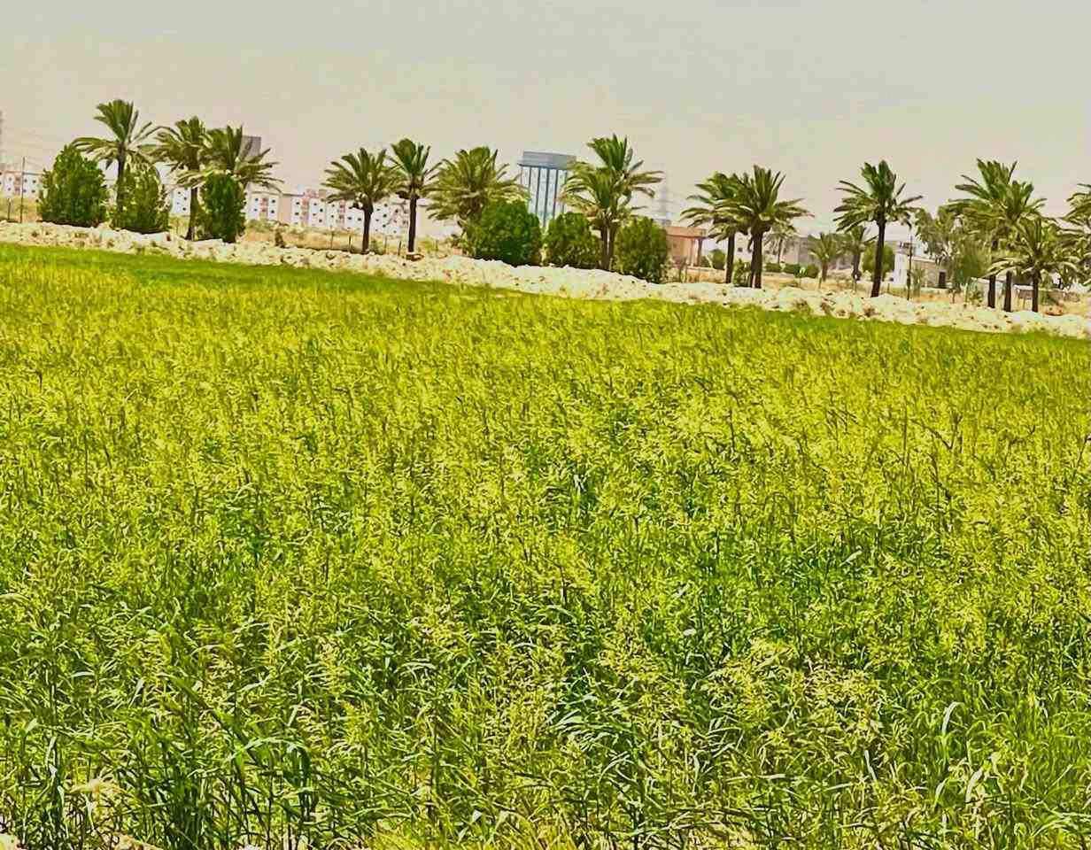 5دوانم الذرة  حشيش ضمان موقع على  نزلت الفداء مقابيل مدرسة الأصيل تواصل مع رقم التالي ***********

