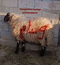 أضاحي • أغنام عراقية • كركوك