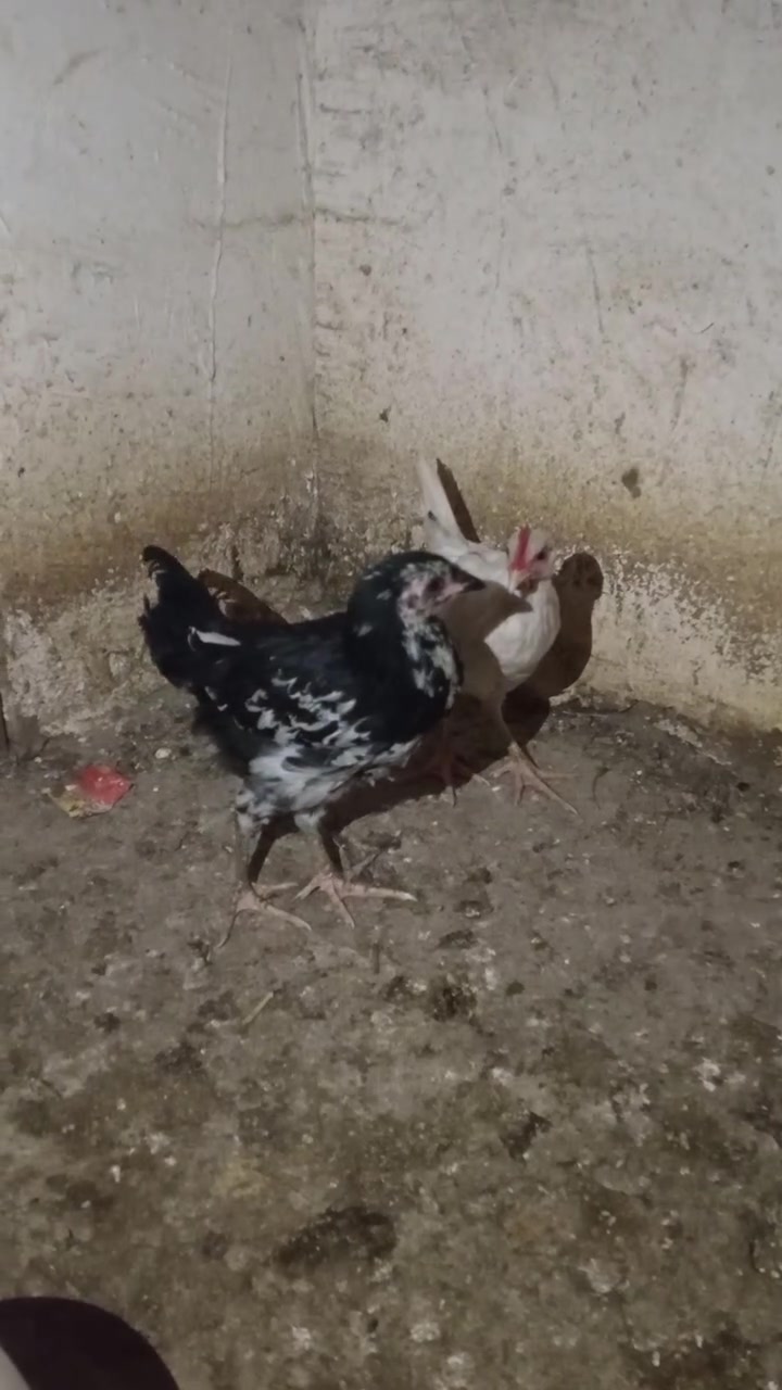 السلام وعليكم فروجه بوطاني وديج عرب للبيع شراي تعال خاص #الجميع


**إذا كنت صاحب هذا الإعلان وتريد حذفه لأي سبب، رجاءا أرسل رسالة إلى الدعم الفني**
