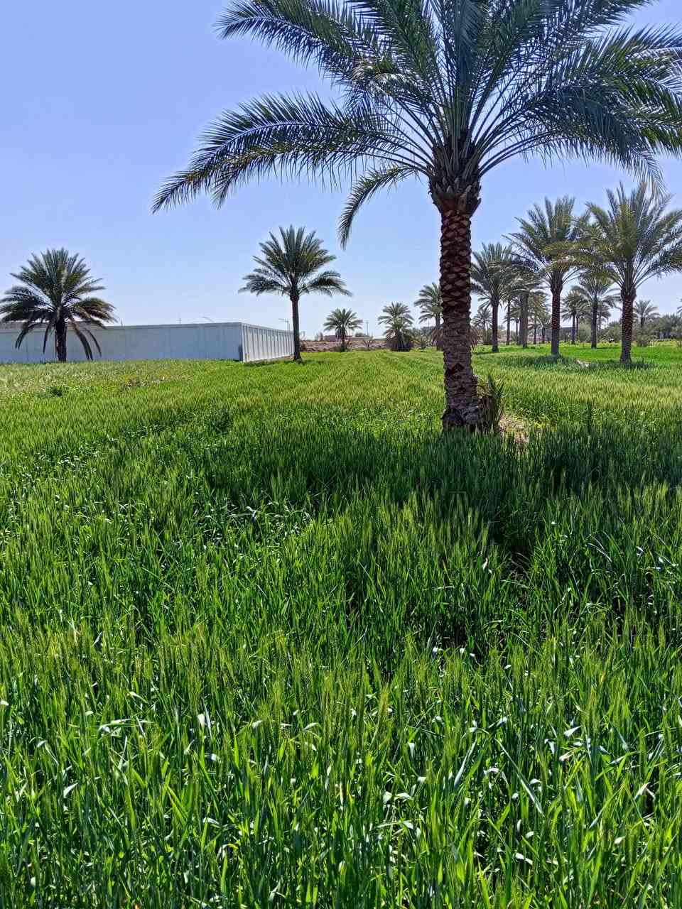 دونم للبيع قريب على مستشفى ابو غريب وغريب على المدارس ما كهرباء للاستفسار اكثر اتصل على الرقم ***********)***********
