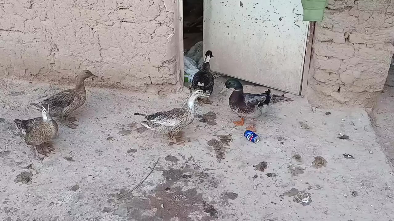 بط عراقي خضيريات الاصلي زوج عله 25الف مكاني خانقين الكل بياض بشرط رقم الهاتف ***********
