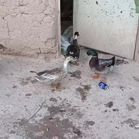 بط عراقي • خضيريات اصلي • خانقين