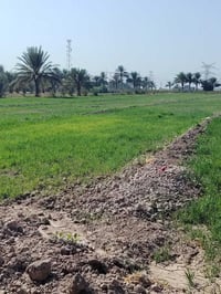 ٣.٥ دونم • بيت طابوق مسلح • ٣٥ نخلة