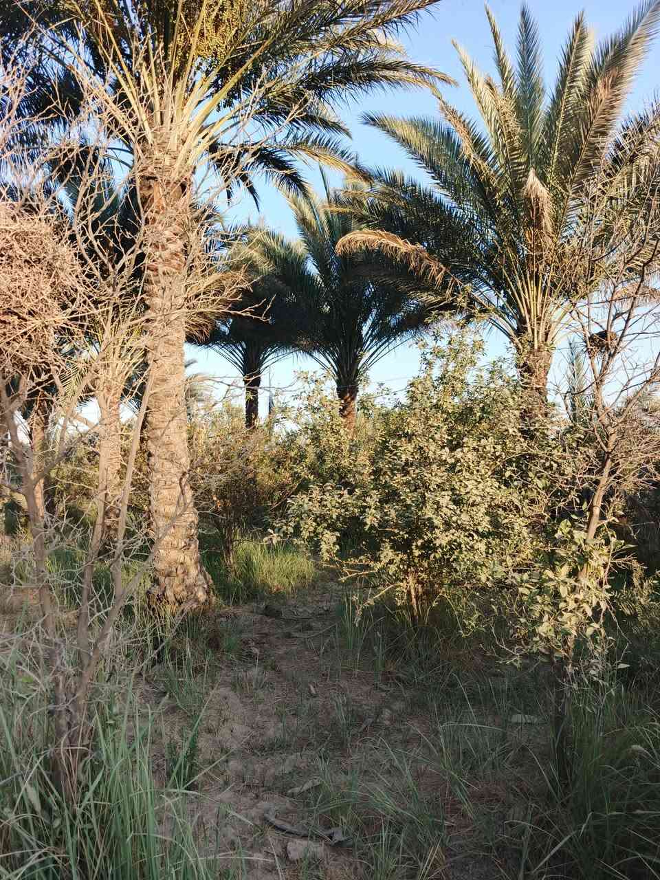 سلام عليكم للبيع 720 سند 25 تحويل مباشر بسم المشتري بغداد الراشدية قرية العراكنة تبعد عن ناحية ربع ساعة وعن شارع العام طريق بغداد كركوك 2 كيلو واجه 17 نزال 44 بيه 13 نخله مزروعه كامله مباشر ع شارع ريسي تبعد عن تبليط 100 متر ترهم مزرعة او سكن كهرباء ماء سقي ماء اساله سحب جدا قريبه ع سكن  ***********
