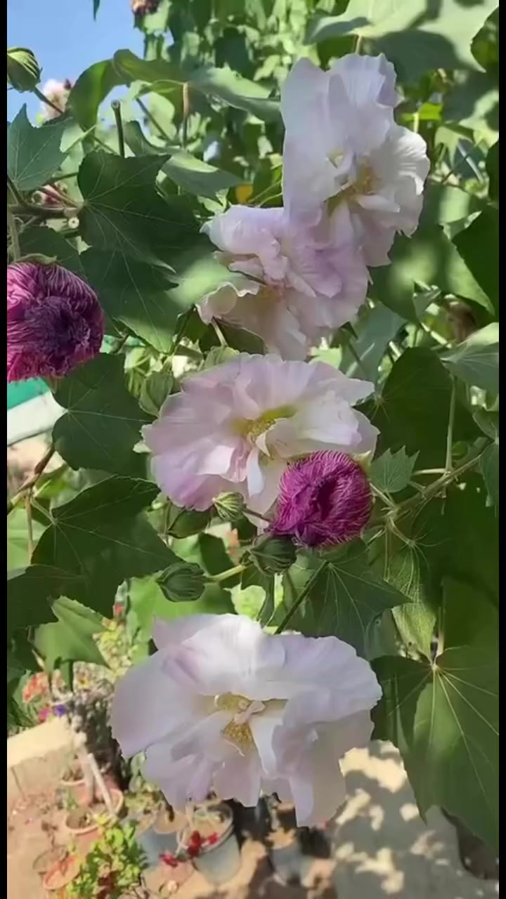 ورد الجمال قطمر


**إذا كنت صاحب هذا الإعلان وتريد حذفه لأي سبب، رجاءا أرسل رسالة إلى الدعم الفني**