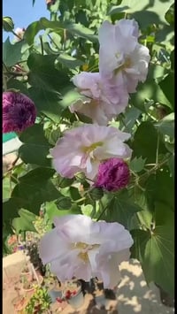 ورد الجمال • قطمر