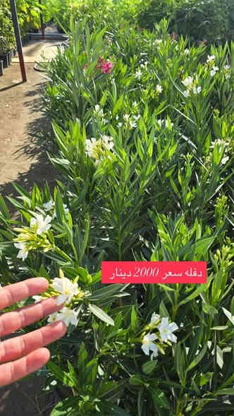 يتوفر لدي كافت انوع الشتلات والئزهار والحمضيت للتواصل ***********كربلاء الحسنينه
