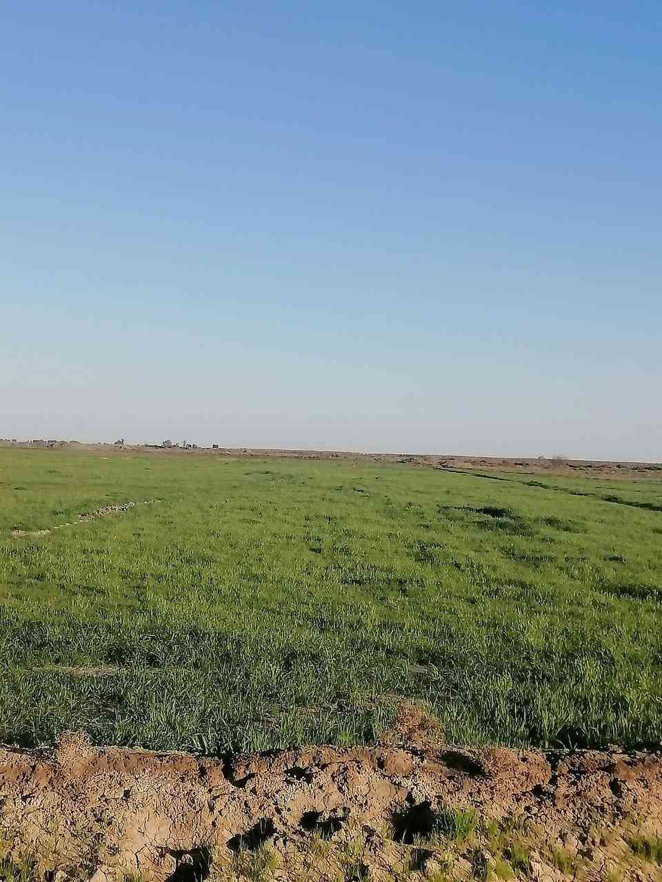 سلام عليكم دغل جاير للبيع ٧٥دونم مزكي مرتين المكان ديوانيه البدير رقم الهاتف *********** ***********
