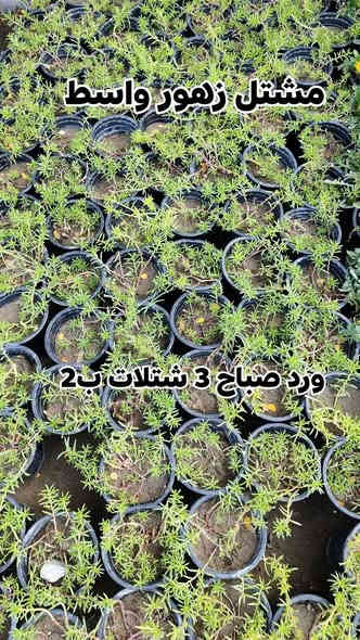 مستمرين وياكم بالعروض 4شتلات بسعر 5000 واكو 3 ب2
الشتلات كلهن دائمي صيف وشتاء وتكدر تختار من كل نوع وحده عادي  
يفتح المشتل طيله ايام الاسبوع من الساعه 7:00 صباحا والى الساعه : 8:30 ليلا
#مشتل_زهور_واسط العنوان كوت فلكه الحاوي شارع مجمع دمشق الطبي مقابل ابتدائية الكوت للتعليم الأساسي #يوجد_توصيل_داخل_الكوت
*********** لطلب والاستفسار واتساب  او مراسله الصفحه الشخصيه بلال الواسطي🌹😊
