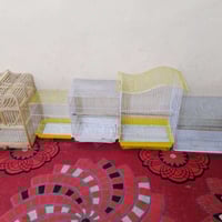 قفاصات نظيفه • بغداد الحريه