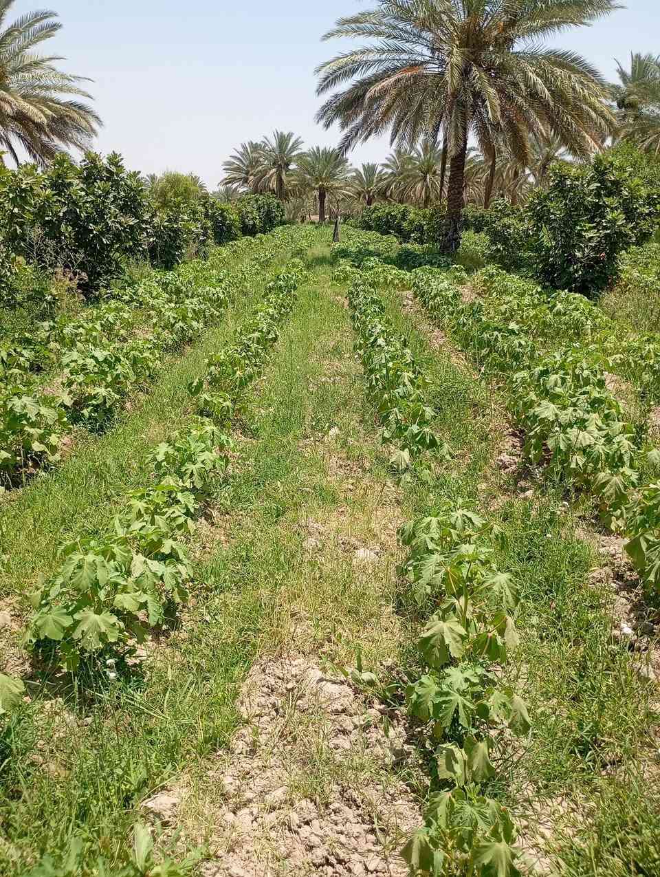 يوجد لدينا دوله ونص طاب زراعي سنه 25 تحويل باسم المشتري كافه الخدمات  اساله وماي سقي ويوجد  في  وتحوي على تين حوالي 50 تينه حمال وقاع مزروعه بانيه حاليا ونخل وقاعد ترهم للسكن وتصير مزرعه وطريق زوار الامام الحسين ترهم حتى موكب       التصال***********
