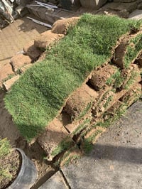 ثيل هندي • وصول • حديقة