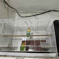 غنادير • زوج فحل ونثية • مع قفص