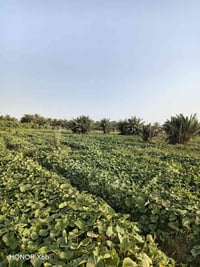 أم البطوط • زراعي • ٣ دوانم ونص