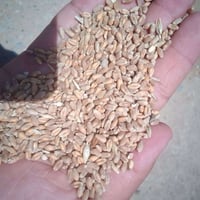 حنطة • قمح • صنف بورو • حنطة بورو • بذور قمح • حنطة للزراعة • حنطة للخ...