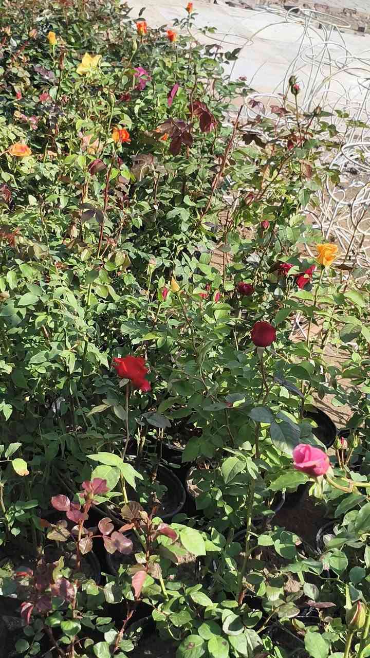 اللهم صلي على محمد وال محمد ❤️ 
توفر ورد الجوري العراقي 
العنوان شهربان حي العصري بصف المستشفى العام


**إذا كنت صاحب هذا الإعلان وتريد حذفه لأي سبب، رجاءا أرسل رسالة إلى الدعم الفني**