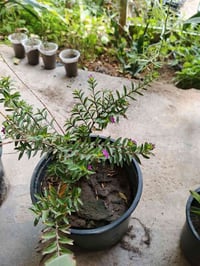 الياس الاسباني • نبات شمسي • عامرية الفلوجة