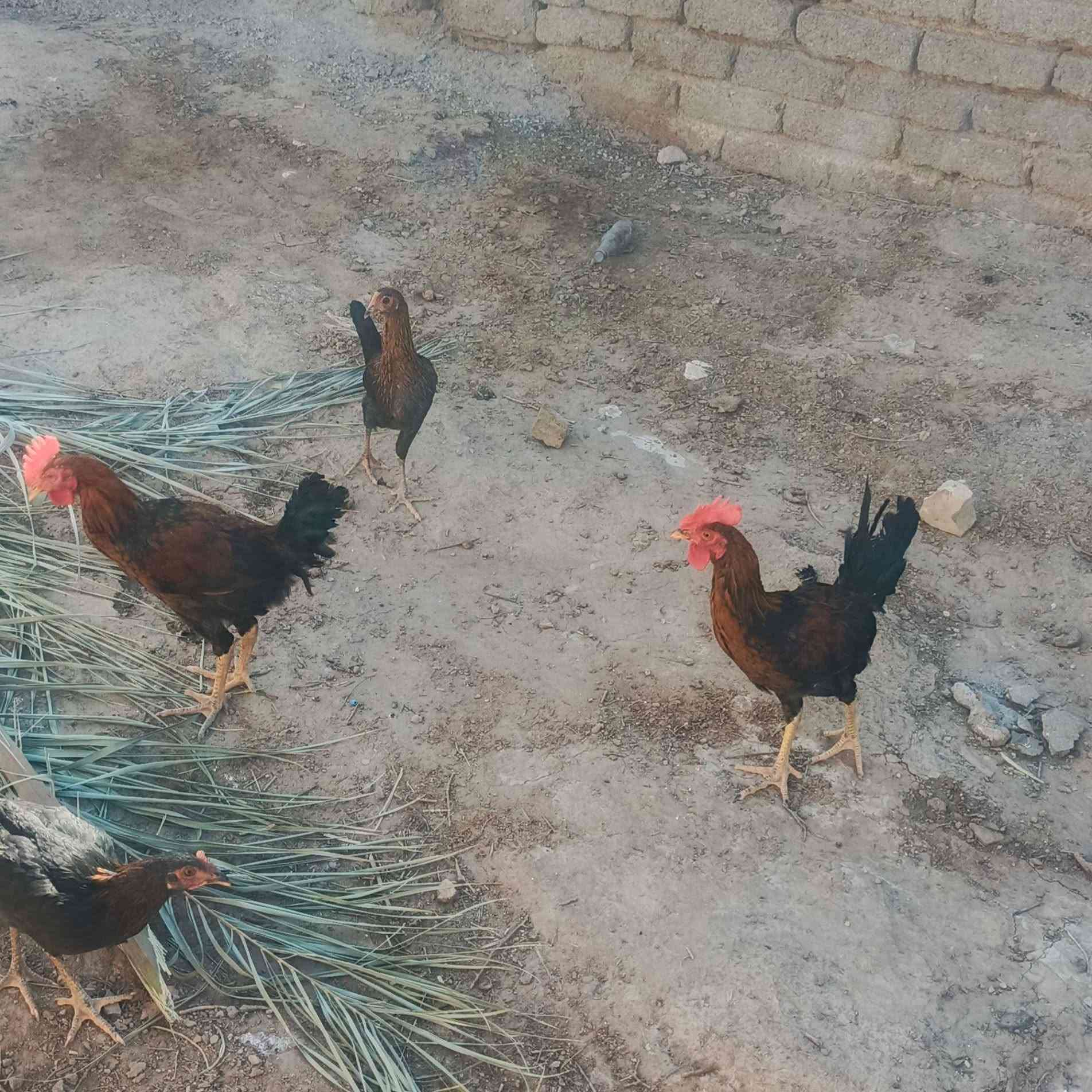 ديوجه للبيع السعر خاص


**إذا كنت صاحب هذا الإعلان وتريد حذفه لأي سبب، رجاءا أرسل رسالة إلى الدعم الفني**