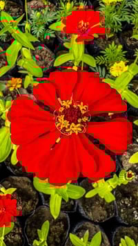 مشتل بيجي • شتول زينة • أسعار مدعومة