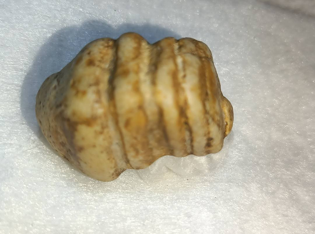 السلام عليكم اقدم اليكم احبتي تحفه خاصه عطف بري ملوي ذمه ذو روحانيه قويه عمله محبه  عطف تسهيل امر عقد السان يعني شغل عام للتصال ***********
