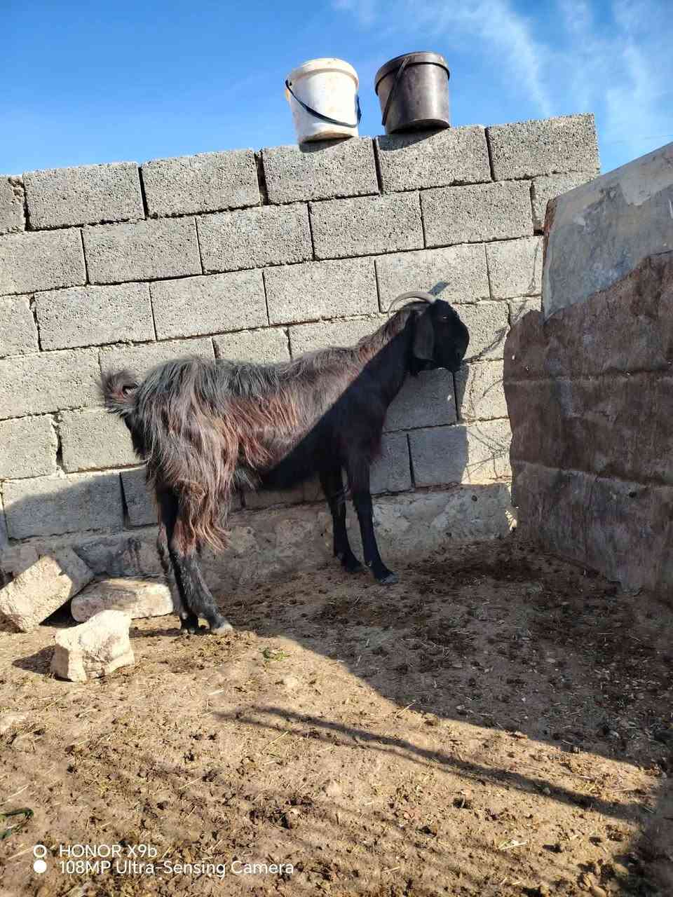 متاح عنز شاميه قچمه أصليه نصاح شرط خشنه وعشره ضمان لعشار ام ثالث بطن شرط وعنز توامه خيرمن ألله نصاح شرط حلابه ماشالله طيبه سعره325مكان حديثه ***********وبي واتساب
