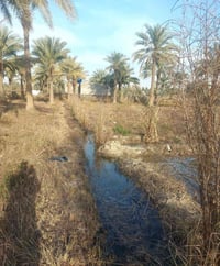 وبركاته ارض بستان دونمين طابو زرعي  سند ٢٥ باسمي  مزروعة كل انواع الاش...