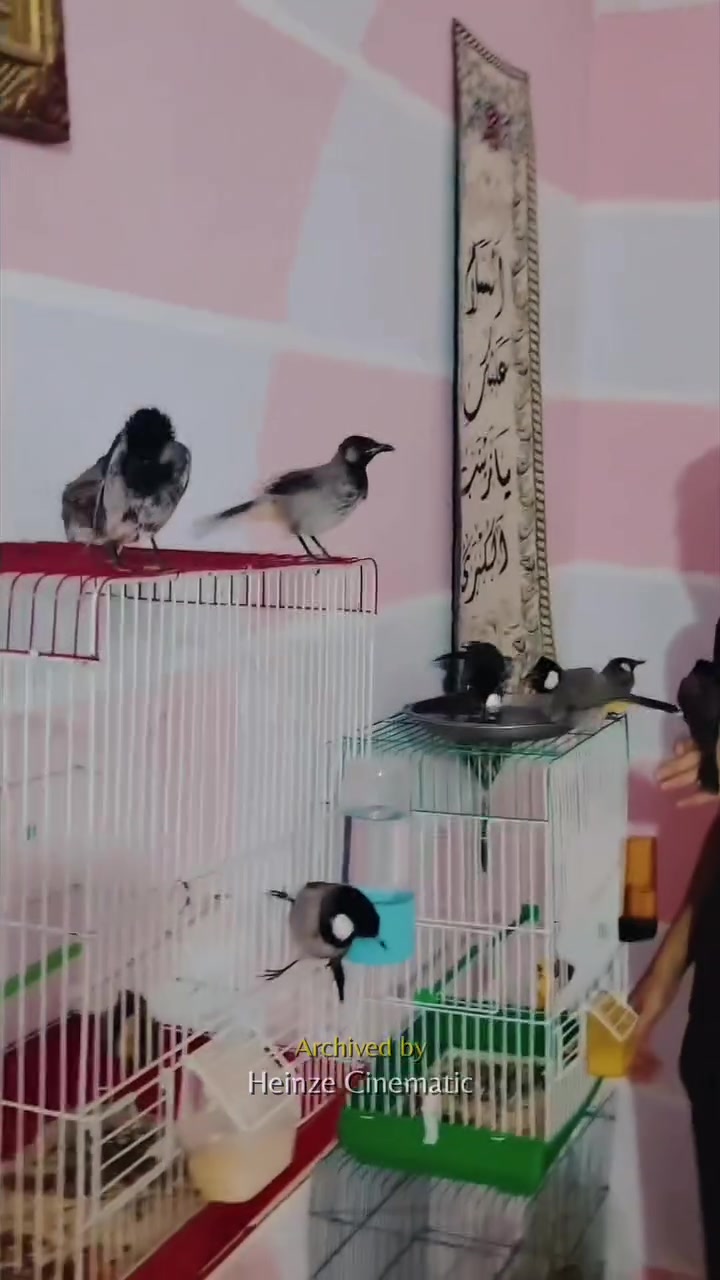 تريد بلبل🦜يونسك يمي😂خاص✏ او اتصال📞*********** 💯
