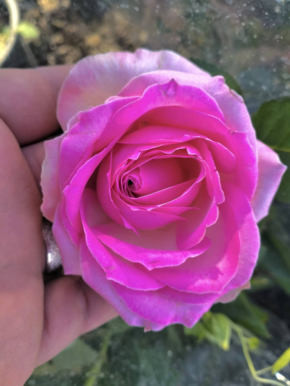 صيام مقبول وإفطار شهي ياااااارب ❤️

#عشاق_الجوري_التايلندي_القطف 🌹🌷
♦️صنف نادر جداً ومميز بكثافة ازهاره وكبر حجم الزهرة 
وتتحمل كافة الأجواء ....

السعر/ ٣٥٠٠ دينار ( عررررض خااااص) 

العنوان/ خانقين شارع المستودع مقابل مشروع الماء 

توجد خدمة توصيل داخل خانقين 🚕🚕🚕 

#اكسبلور
#ديالى_خانقين_جلولاء_سعدية_حمرين


**إذا كنت صاحب هذا الإعلان وتريد حذفه لأي سبب، رجاءا أرسل رسالة إلى الدعم الفني**