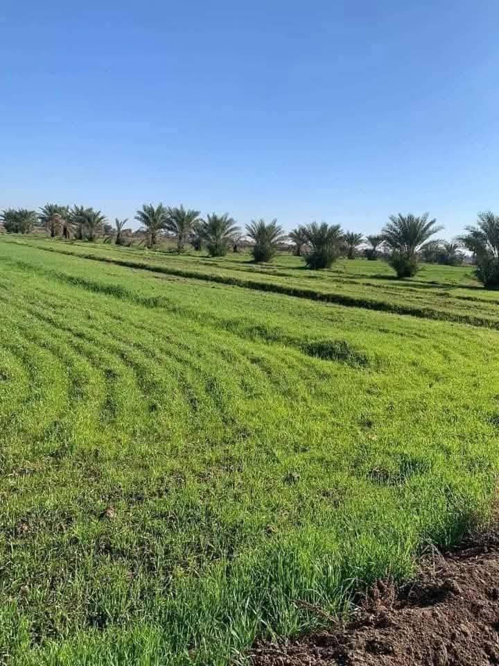 #ارض زراعية _للبيع 📍 الموقع:الديوانية طريق السنية السياحي، قرب مجمع توحيد
مقابل مشروع الماء

📄 النوع: زراعي سند 25 (مداور مباشر)

📐 المساحة: دونم ونصف
📏 الواجه 25
      نزال 150

⚡ الخدمات:

* كهرباء
* ماء إسالة
* تبليط وجهين
تبعد عن الشط 30 متر
انارة الشوارع
تحتوي على نخيل

واتساب. ***********
