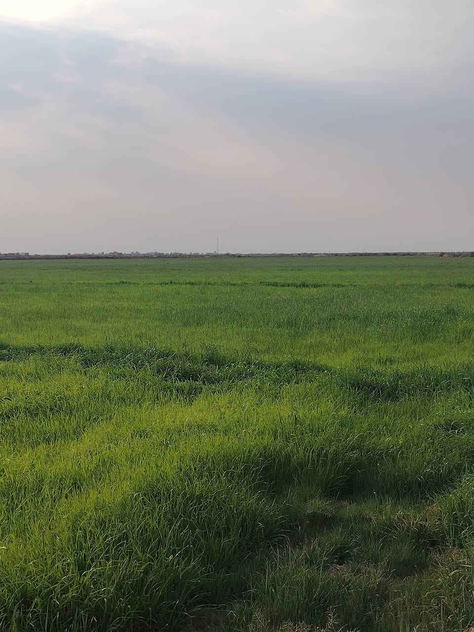 شروه البيع 41 دونم كله ضاربه نايمه كله مكانه طريق سيد أحمد رفاعي صيطرت العتول مايه ابيها وماطور هم شقله ماي الحلال هاي صورة قبل المطرة  التصال***********
