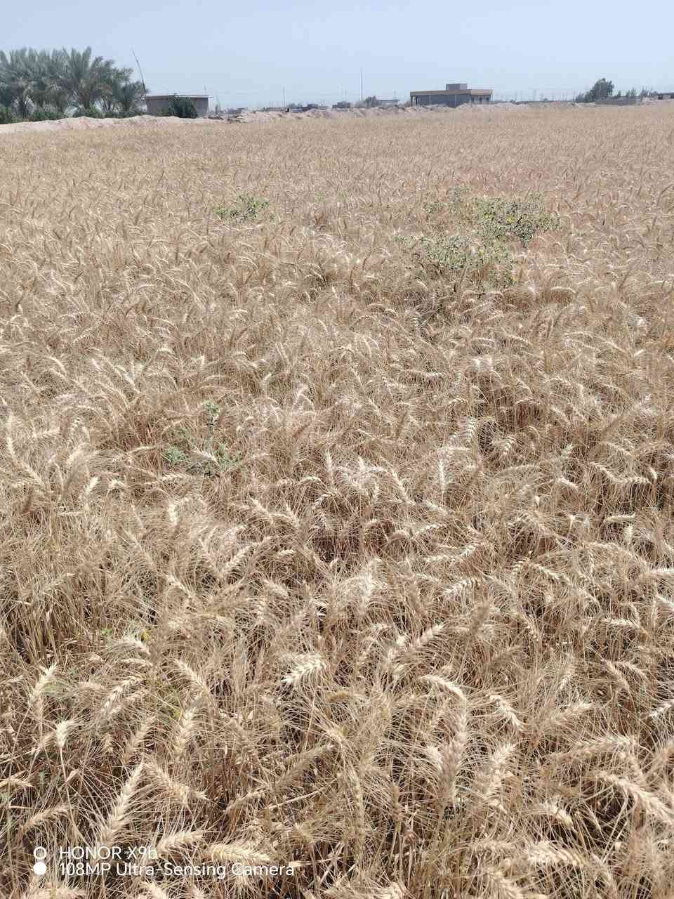للبيع بذر حنطة نزار بنت المغلف الأصلي حنطة درجة أولى خاليه من الشوائب
***********
مكاني نجف خان النص
