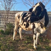 يوجد هايشه للبيع للاستفسار الاتصال على الرقم 07832907856