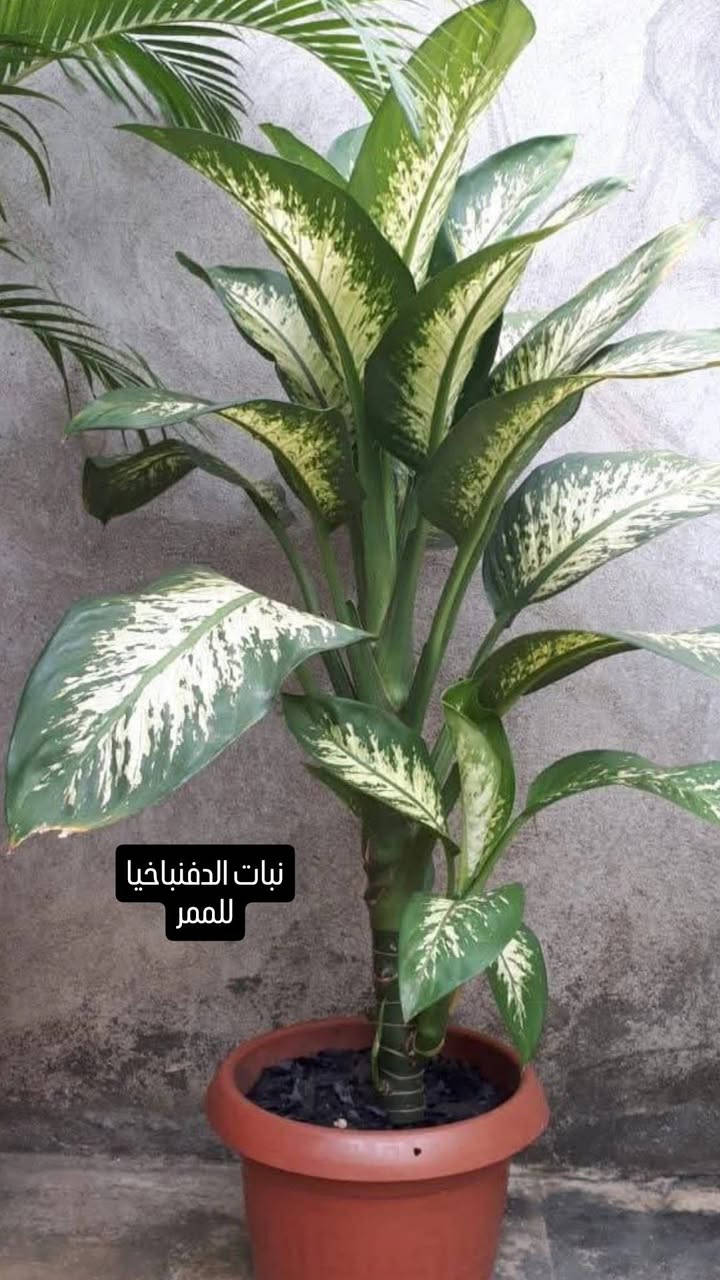 انواع النباتات الظلية المتوفرة لدينا وموقعها المناسب في البيت💐💐


**إذا كنت صاحب هذا الإعلان وتريد حذفه لأي سبب، رجاءا أرسل رسالة إلى الدعم الفني**