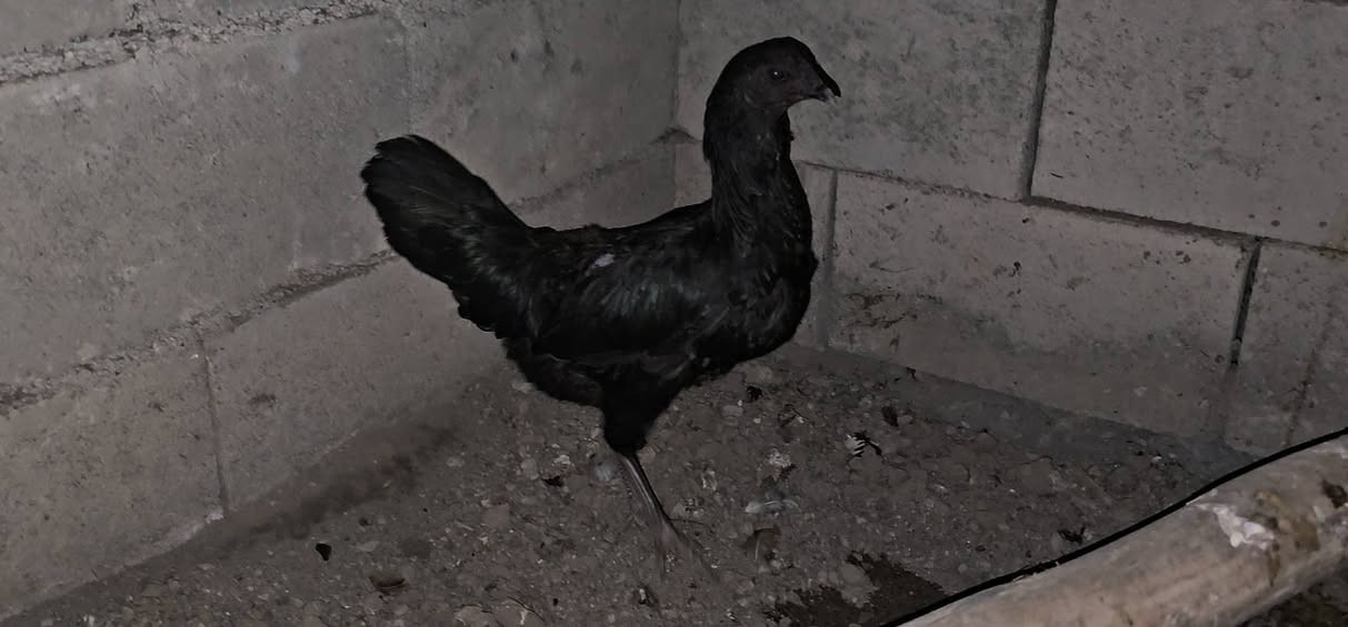 ئەوسی مریشک و کەڵەشێرە بۆ ڤرۆشتن 
دووڕەشەکە خۆماڵین 
سورەکەش ئێرانیە
کەڵەبابەکەش خۆماڵیە
ساخ و تەندروستن 
هی ماڵ خۆمن


**إذا كنت صاحب هذا الإعلان وتريد حذفه لأي سبب، رجاءا أرسل رسالة إلى الدعم الفني**