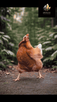 اسماك ودجاج • الكنجلي • اربيل كنجان ستي