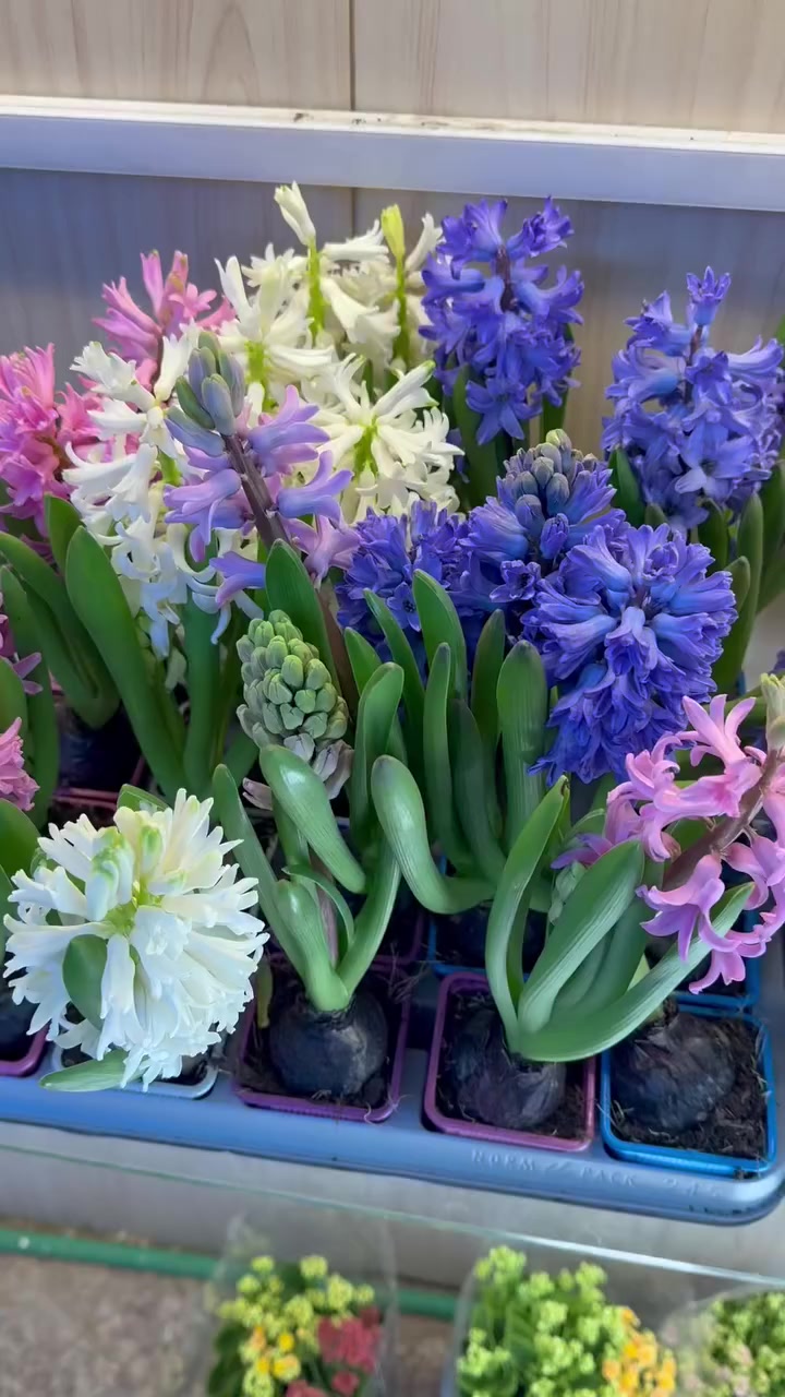 لحك ياولد لحك
العنوان بابل المسيب شارع الاول 
يوجد خدمه توصيل


**إذا كنت صاحب هذا الإعلان وتريد حذفه لأي سبب، رجاءا أرسل رسالة إلى الدعم الفني**