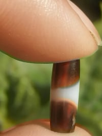 أصيلة • راقية • صغيرة