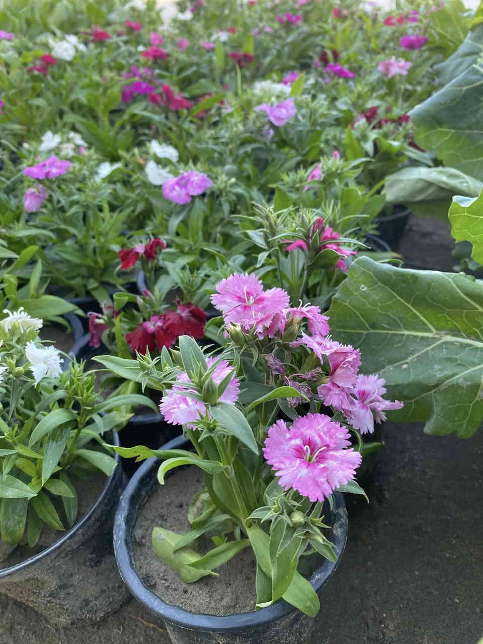 عرض خاص الورد  البتونيه  والقرفل والزينيا  والقرقوز فقط ب٧٥٠ ابمشتل المناذره الفرع الثاني مقابل مجمع القاسم عامود ٩٣لتواصل خاص  او واتساب ***********
